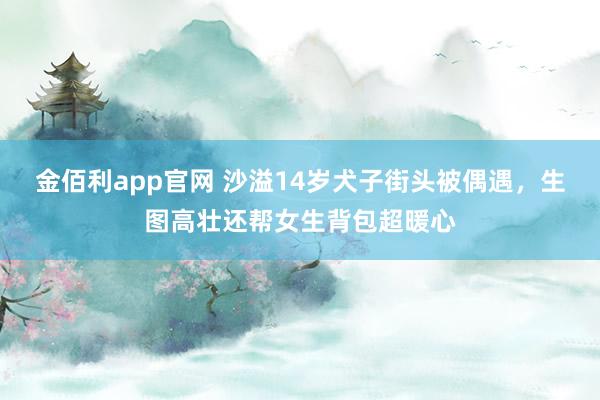 金佰利app官网 沙溢14岁犬子街头被偶遇，生图高壮还帮女生背包超暖心